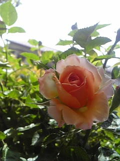 �e���V������΂���